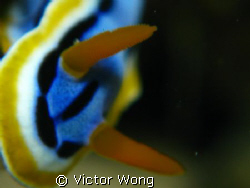 taken at bunaken island with canon G9 with Inon D2000 and... by Victor Wong 